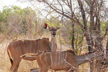 Güney Afrika 'daki Kruger Ulusal Parkı' ndaki savanada kadın impalası..