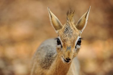 Avrupa geyiği olarak da bilinen kızıl geyik portresi (elpes ruelaphus), doğada Avrupa memelisi olarak bilinir..