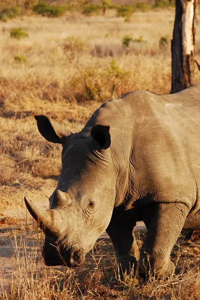 Savanadaki beyaz gergedan