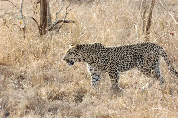 Afrika 'nın bozkırında çita