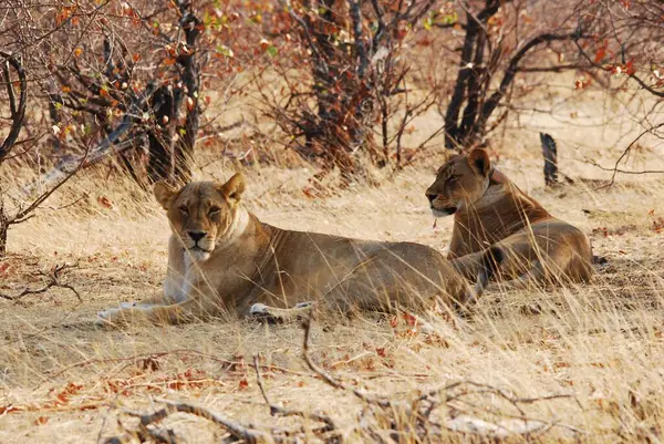 Güney Afrika 'daki Kruger Ulusal Parkı' nda aslan var.