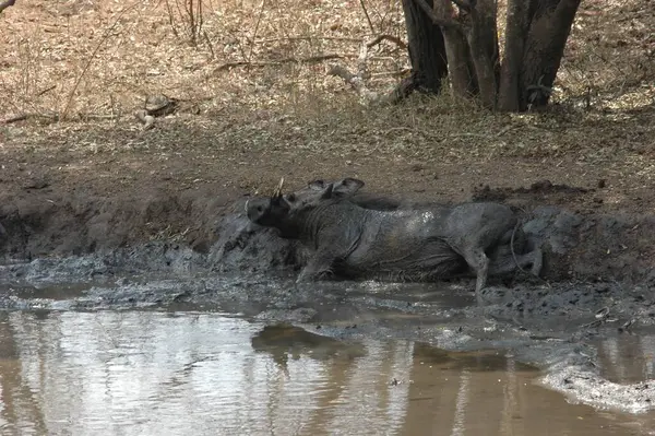 Suda tatlı bir bufalonun yakın plan fotoğrafı.