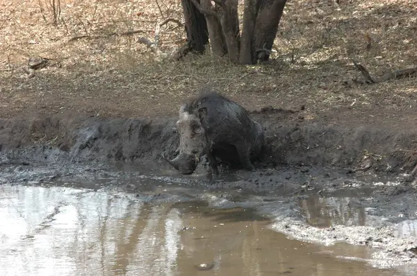 Çamurdaki bir gölün ormanında büyük gri bir ayı..
