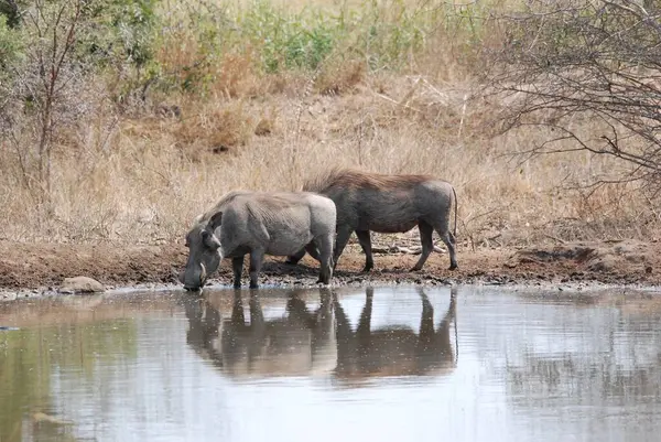 Sudaki bufalonun yakın çekimi.