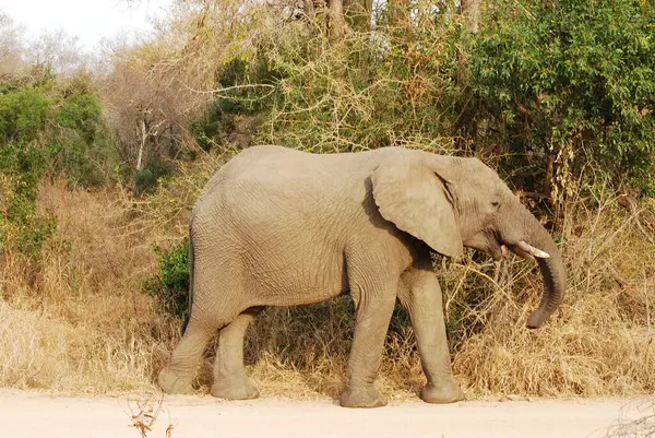 Savanada yürüyen büyük bir fil