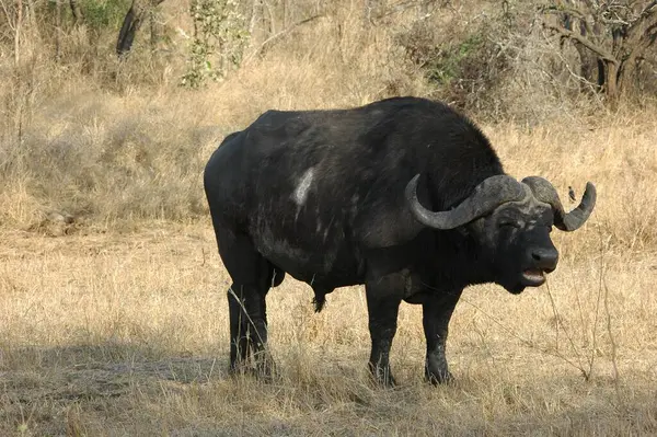 İspanya siyah boğa