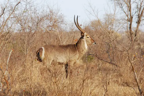 İmpala Güney Afrika 'daki Kruger Ulusal Parkı' nda.