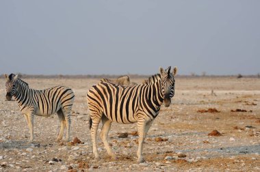 Afrika savanındaki zebra, Afrika