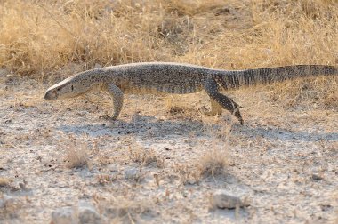 Çöldeki vahşi kuşun güzel manzarası.
