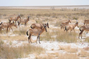 Beyaz ceylan (ceylan) ceylan (ceylan) doğal yaşam alanında, ceylan ulusal parkında, arsha