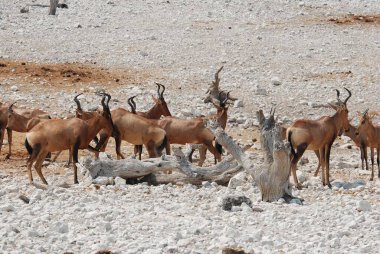 Savanadaki bir grup vahşi hayvan.