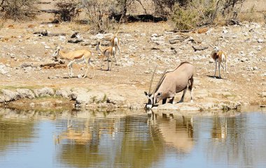 Sudaki genç bir geyiğin yakın çekimi.
