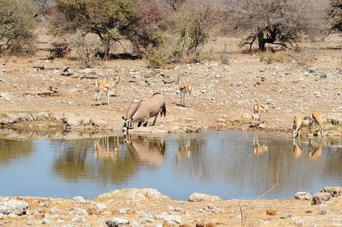 Etoşa 'daki su birikintisinde bir grup fil.