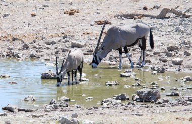 Kenya bozkırında vahşi at sürüsü.