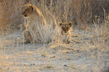 Afrika vahşi aslanı, panthera leo, yetişkin, panthera panthera leo, botswana