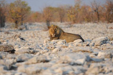 Afrika aslanı, panthera leo, yetişkin, kumda yürüyor.