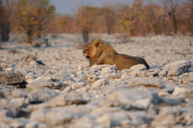 Kruger Park 'ta kurak bir yerde Afrika aslanı var.
