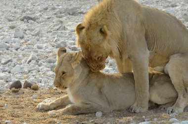 Namibya 'da aslan yavrusu