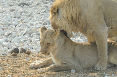 Hayvanat bahçesindeki genç aslan