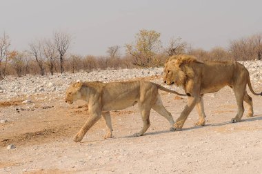 Aslan çölde yerde yürüyor.