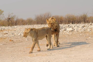 Namibya 'daki Etoşa Milli Parkı' nda genç aslanlar