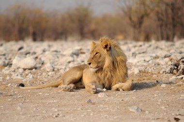 Erkek aslan Etoşa Ulusal Parkı 'nın kumlarında dinleniyor, Namibya