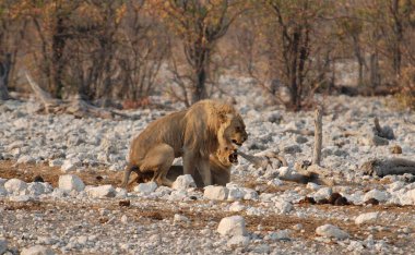 Afrika aslanı Güney Afrika 'daki Kruger Ulusal Parkı' nda.