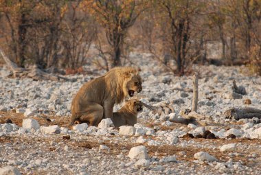 Afrika aslanı Namibya 'daki Etoşa Ulusal Parkı' nda