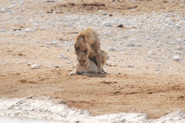 Aslan, kedigiller (Felidae) familyasından bir memeli türüdür.,