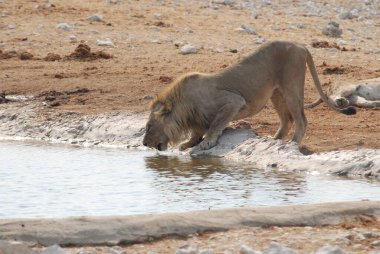 Etoşa Ulusal Parkı 'ndaki su birikintisinde içen Afrika aslanı.