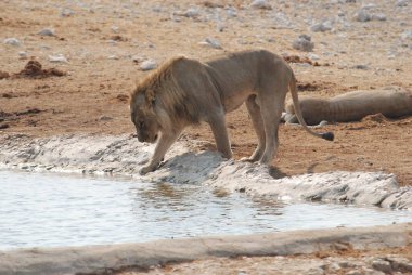 Namibya 'da Etoşa' da aslan