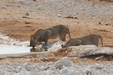 Afrika fili Afrika 'nın güneyindeki Kruger Parkı' ndaki su birikintisinde.