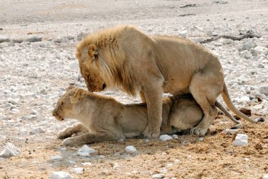 Hayvanat bahçesinde oynayan aslan yavrusu.