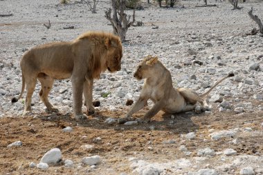 Savanada genç bir aslan