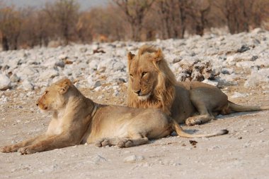 Namibya 'da yerde bir grup aslan.