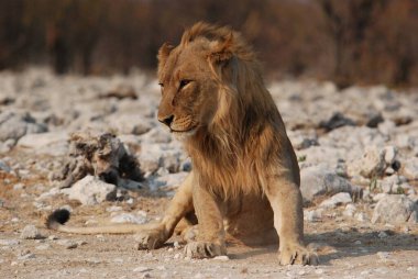 Etoşa Ulusal Parkı, Namibya, Afrika 'da Afrika erkek aslanı (panthera leo)