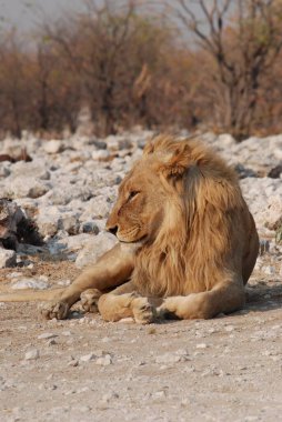 Aslan yerde yatıyor..