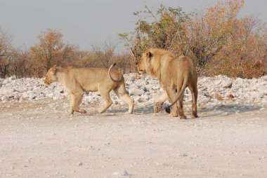 Çölde bir grup vahşi aslan.