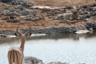 Sudaki şirin bir aslanın yakın plan fotoğrafı.