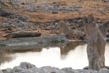 Sudaki bir aslanın yakın plan fotoğrafı.