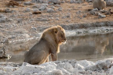 Afrika aslanı (panthera leo )