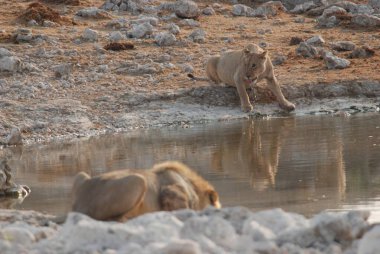 Namibya 'daki Etoşa Ulusal Parkı' nda bir grup aslan.