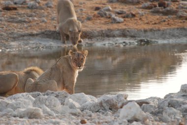 Namibya 'daki Etosha Milli Parkı' nda Aslan