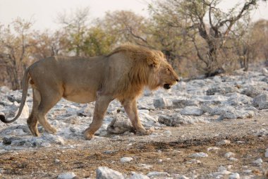 Afrika savanındaki aslan.