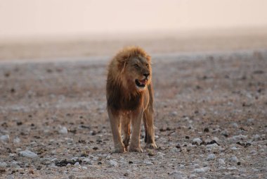 Afrika 'nın savanasında bir aslan Kenya' da vahşi doğada