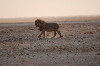 Afrika Namibya 'da vahşi aslan