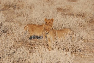 Yerdeki genç bir aslanın güzel manzarası.