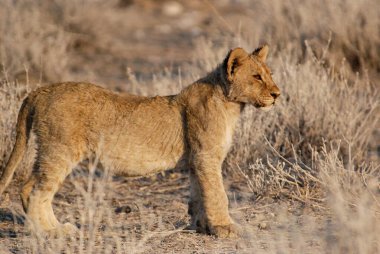 Dişi aslan, panthera leo, kuru çimlerde kadın, etosha ulusal parkı, namibya