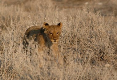 Aslan etkin, Namibia