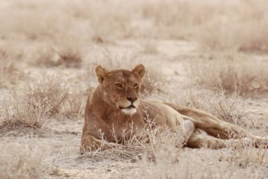 Savanadaki güzel vahşi hayvan